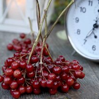 Калина плоды