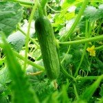 огурец для теплицы